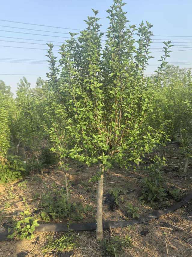高度200厘米木槿