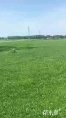 草卷状果岭草