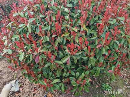 冠幅250厘米红叶石楠球