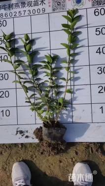 高度50厘米金钟花