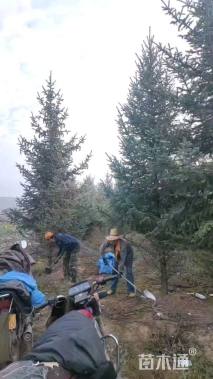 高度350厘米云杉