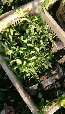 40厘米大叶扶芳藤