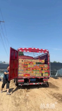 高度20厘米万寿菊