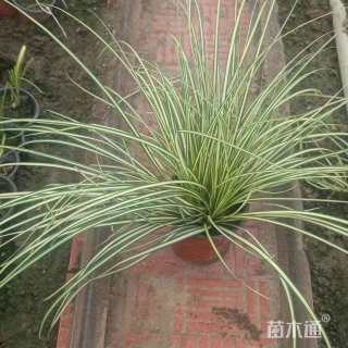 高度45厘米金叶苔草