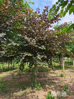 10公分紫叶紫荆