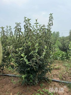 高度200厘米木绣球