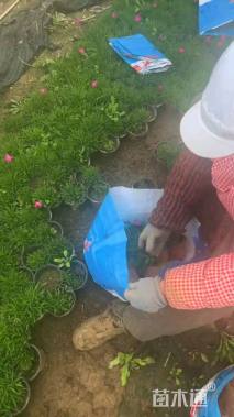 高度20厘米欧石竹