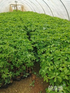 40厘米五叶地锦