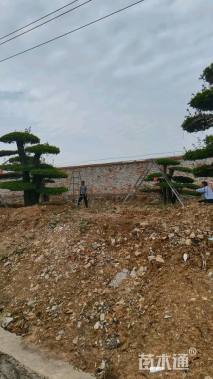 20公分对节白蜡