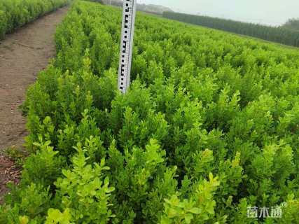 高度30厘米小叶黄杨