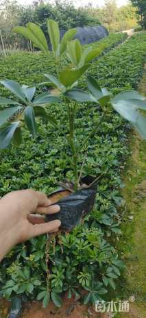 高度30厘米鸭脚木