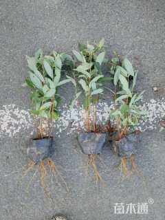 高度50厘米金丝桃