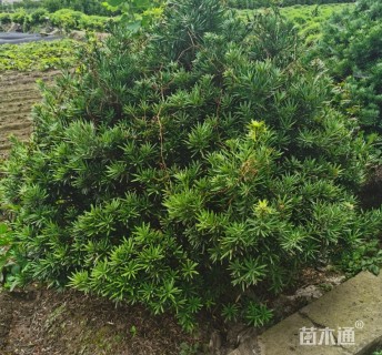 冠幅200厘米罗汉松球