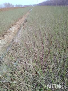 高度60厘米水蜡