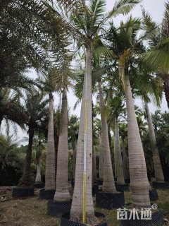 裸干高500厘米国王椰子