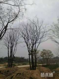 60公分(5杆)丛生乌桕