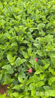 高度40厘米扶桑