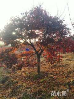 15公分中国红枫