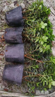 高度20厘米西洋杜鹃