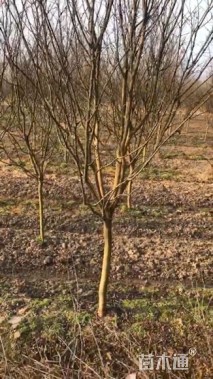 高度400厘米红花紫薇