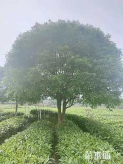 高度500厘米丛生桂花