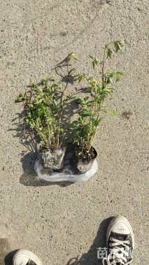 高度35厘米丰花月季