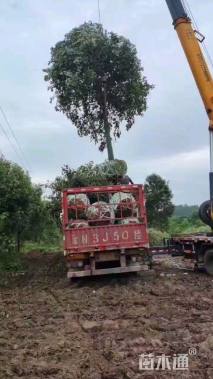 18公分大叶女贞