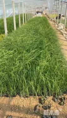 高度45厘米蒲苇