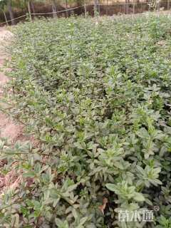 高度30厘米迎春花