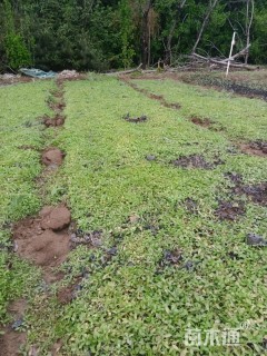 高度20厘米姬岩垂草