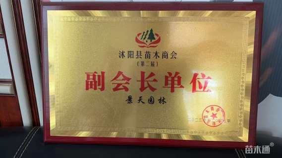 冠幅80厘米石楠球