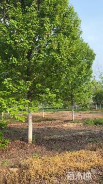 12公分美国红枫-红冠