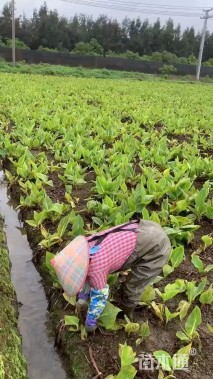 高度60厘米花叶美人蕉