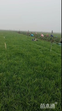 高度35厘米细叶麦冬草