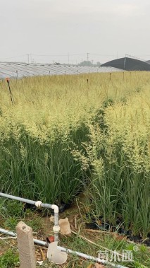 高度55厘米拂子茅