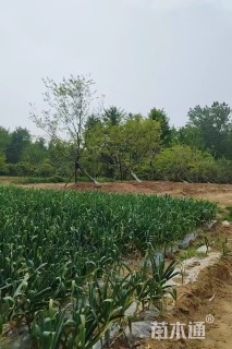25公分朴树