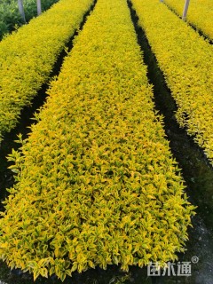 高度20厘米金叶假连翘