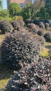 冠幅150厘米红花继木球