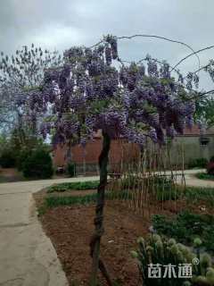 500厘米紫藤