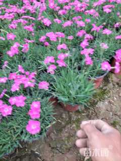 高度10厘米欧石竹