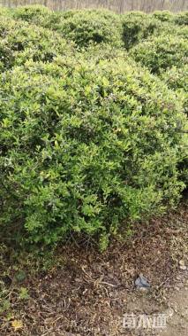 高度120厘米火棘