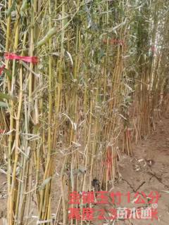 地栽苗金镶玉竹