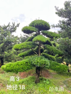 移栽苗造型罗汉松