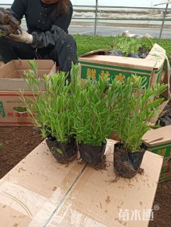 高度20厘米薰衣草