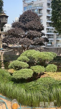 80公分罗汉松
