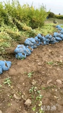 高度90厘米胡枝子