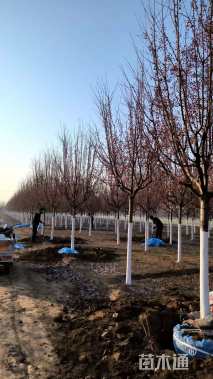 高度300厘米红珠宝海棠