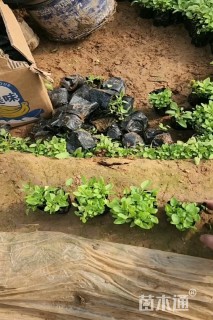 高度20厘米婆婆纳