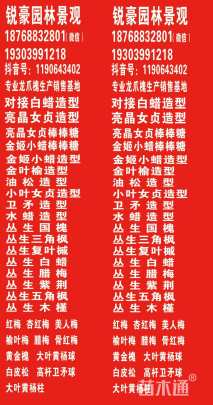 高度60厘米四季玫瑰