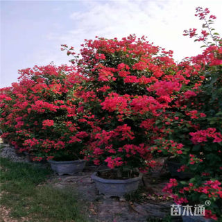 高度50厘米三角梅